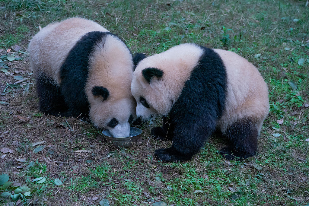 重庆：大熊猫寒风中“营业”萌态十足