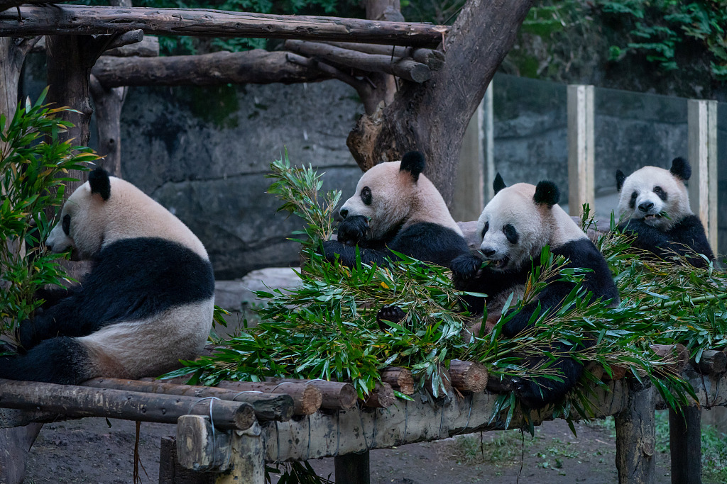 重庆：大熊猫寒风中“营业”萌态十足