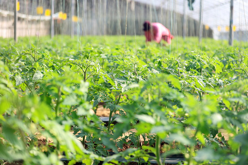 山东临沂：农民管护蔬菜以待供应市场