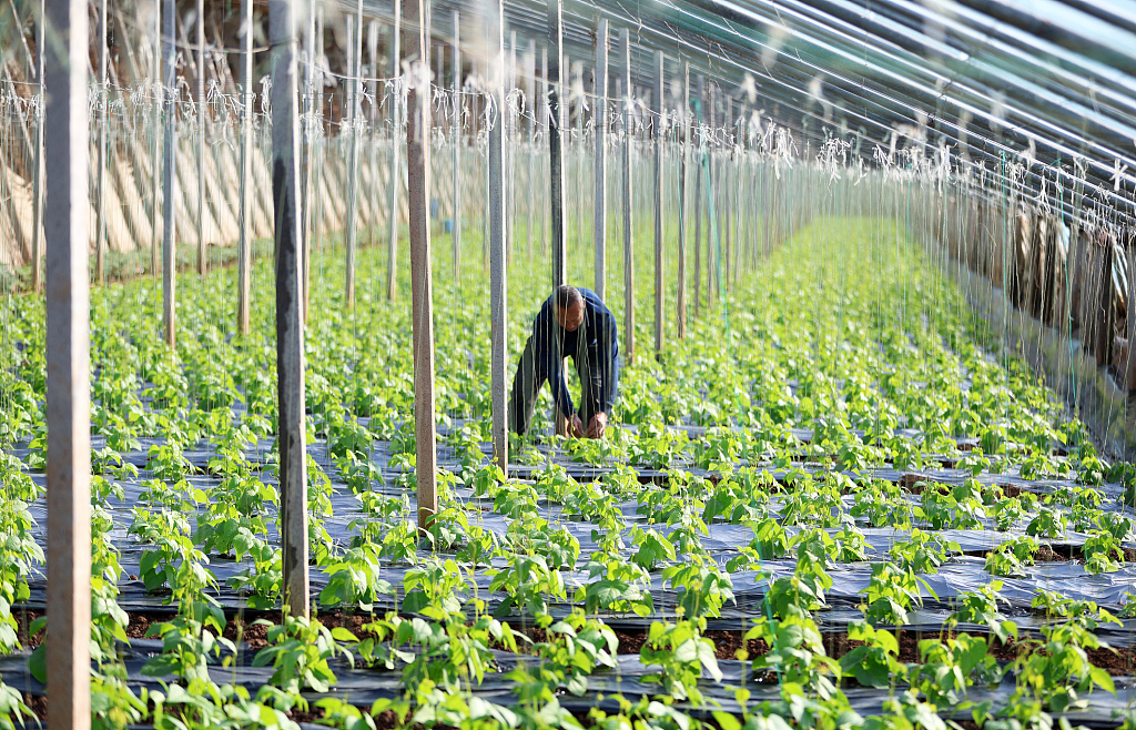 山东临沂：农民管护蔬菜以待供应市场