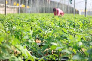 山东临沂：农民管护蔬菜以待供应市场
