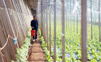 山东临沂：农民管护蔬菜以待供应市场