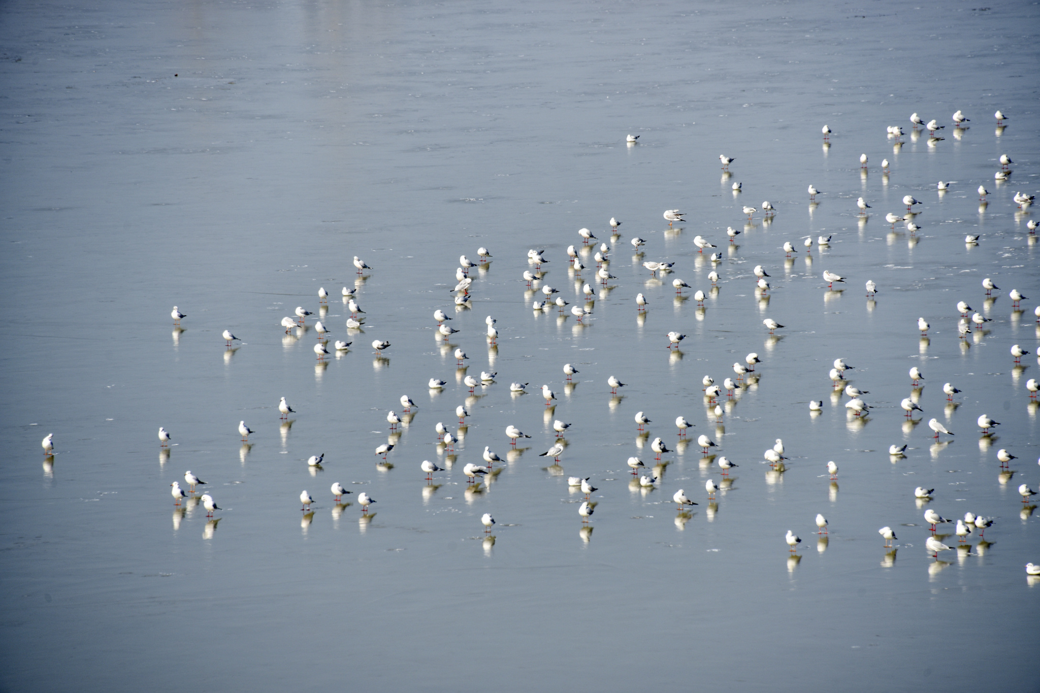 洪泽湖生态向好 成群水鸟嬉戏觅食