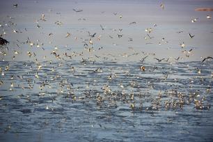 洪泽湖生态向好 成群水鸟嬉戏觅食