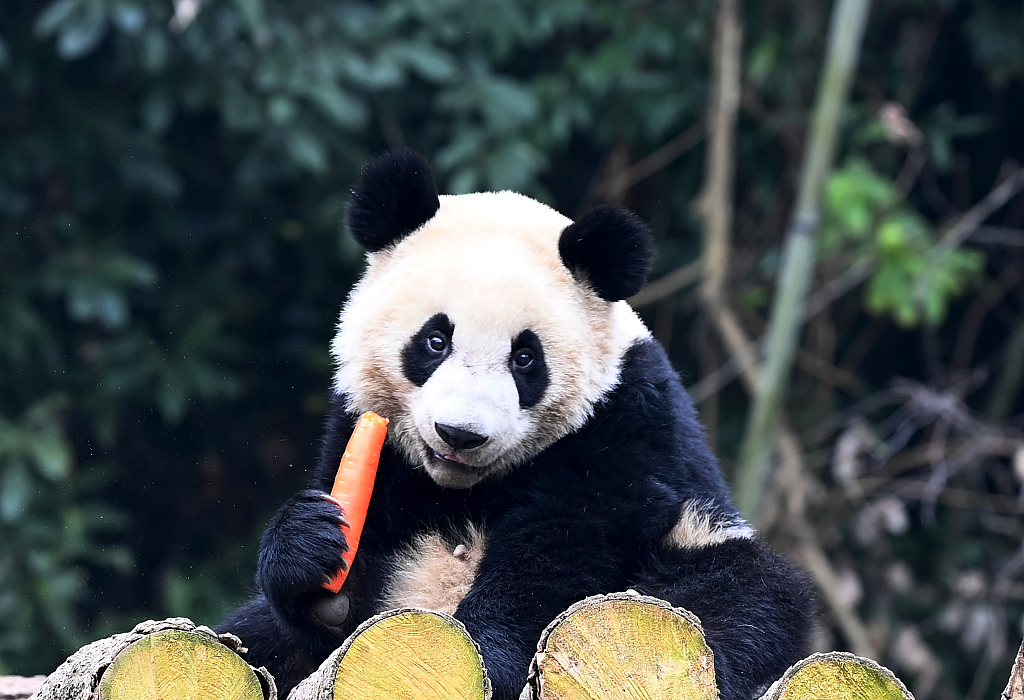 成都：大熊猫憨态可掬享用胡萝卜大餐