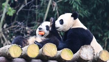 成都：大熊猫憨态可掬享用胡萝卜大餐