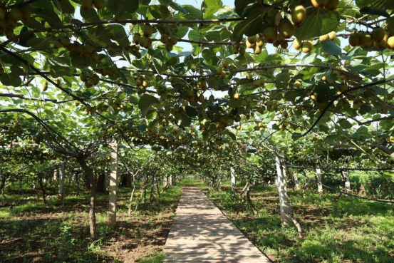 1686107235907542.png 1_1_眉县猕猴桃产业发展模式入选陕西农业绿色发展典型案例(1)848.png