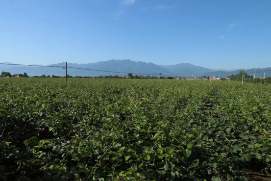 1686107245833090.png 1_1_眉县猕猴桃产业发展模式入选陕西农业绿色发展典型案例(1)1929.png