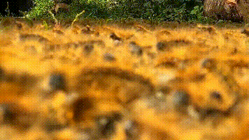毛毛虫入侵斯卡吉特县格梅斯岛 _ king5.com2 (1).gif