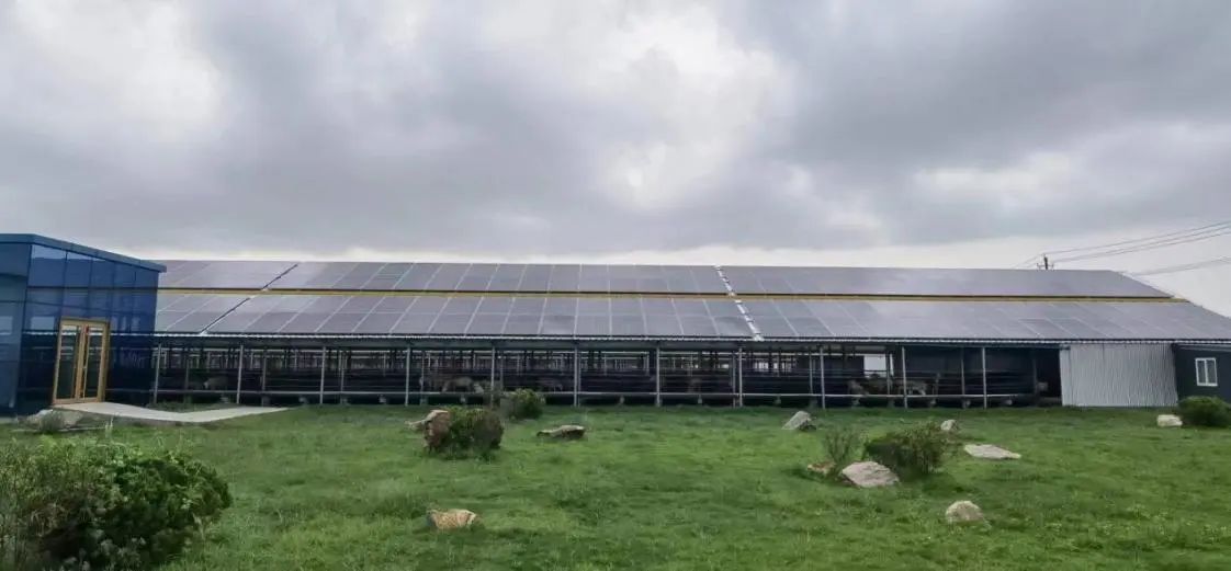 
江苏省第二中医院黄牛代挂号电话票贩子号贩子网上预约挂号,住院检查加快,高质量发展调研行|山东利津：黄河口滩羊住进了“3.0版本”养殖棚