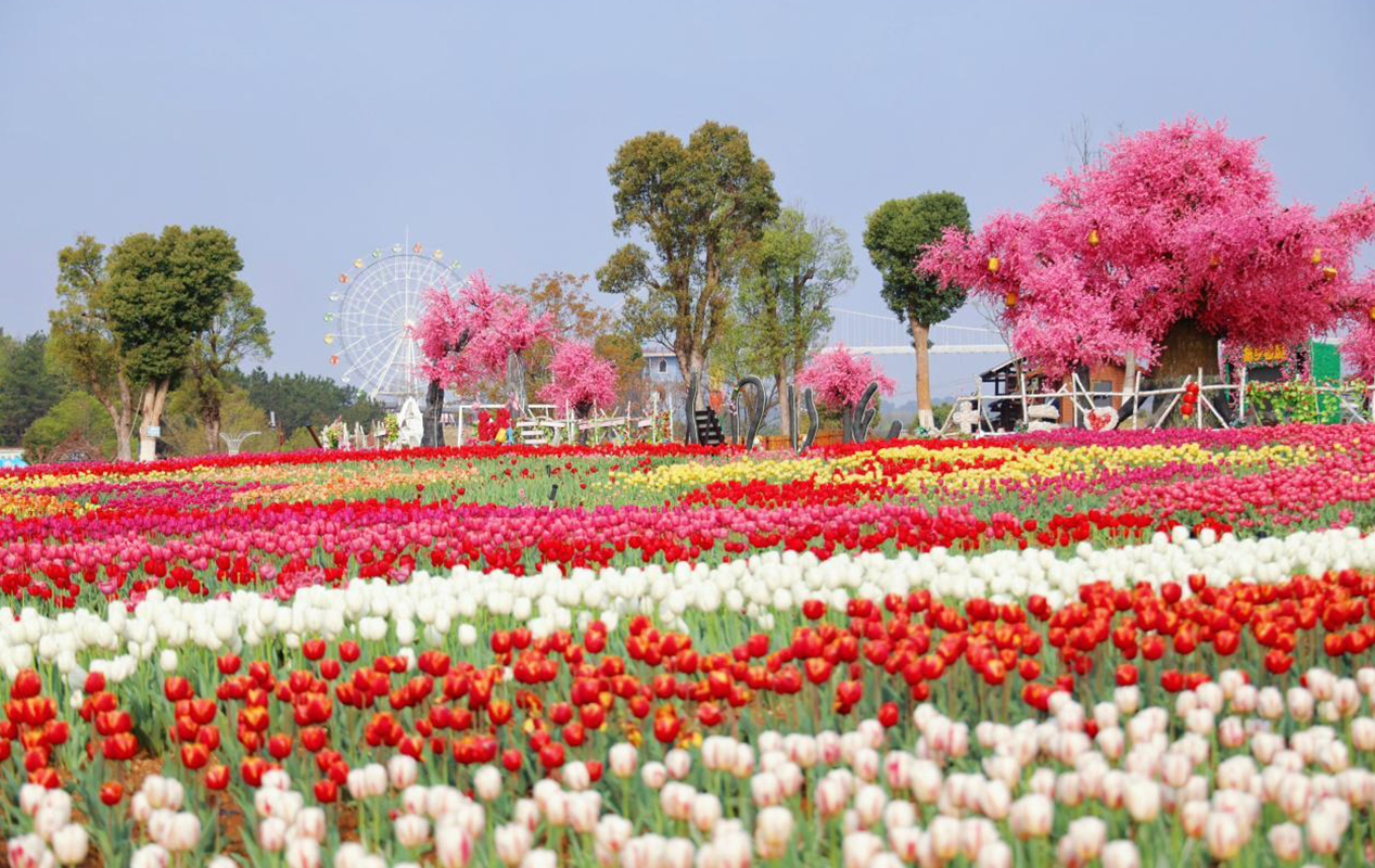 木兰花乡景区的花卉海洋。受访者供图