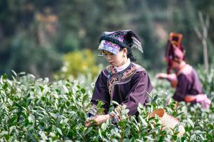 贵州黔西南：“贵州绿茶”第一采开采