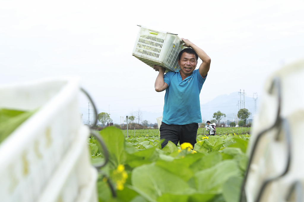 贵州：村民田间采收蔬菜 保障春节市场供应
