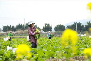 贵州：村民田间采收蔬菜 保障春节市场供应