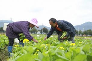 贵州：村民田间采收蔬菜 保障春节市场供应