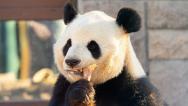 北京：大熊猫“萌萌”冬日暖阳下啃食竹笋