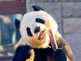 北京：大熊猫“萌萌”冬日暖阳下啃食竹笋