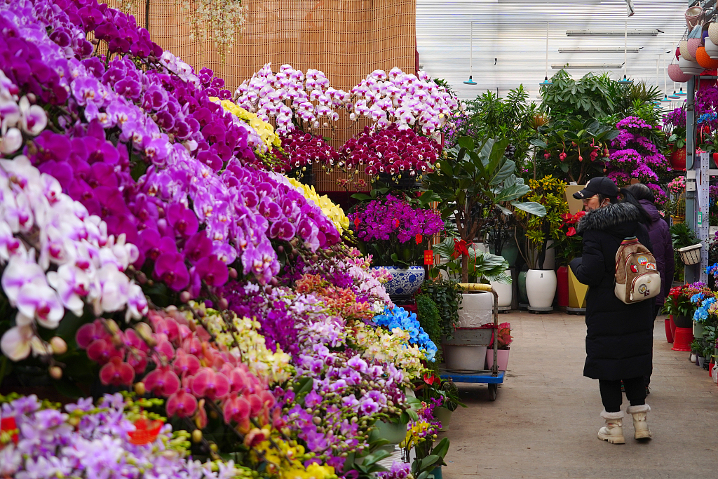 北京：年宵花进入销售旺季