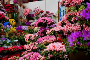 北京：年宵花进入销售旺季