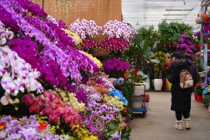 北京：年宵花进入销售旺季