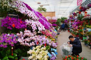 北京：年宵花进入销售旺季