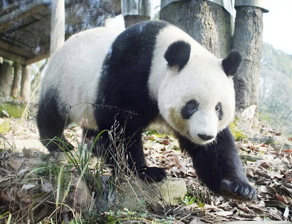 成都：大熊猫“香香”悠闲漫步 软萌可爱