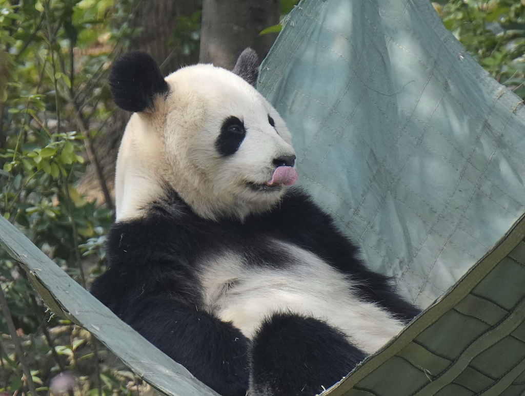 成都：大熊猫“香香”悠闲漫步 软萌可爱
