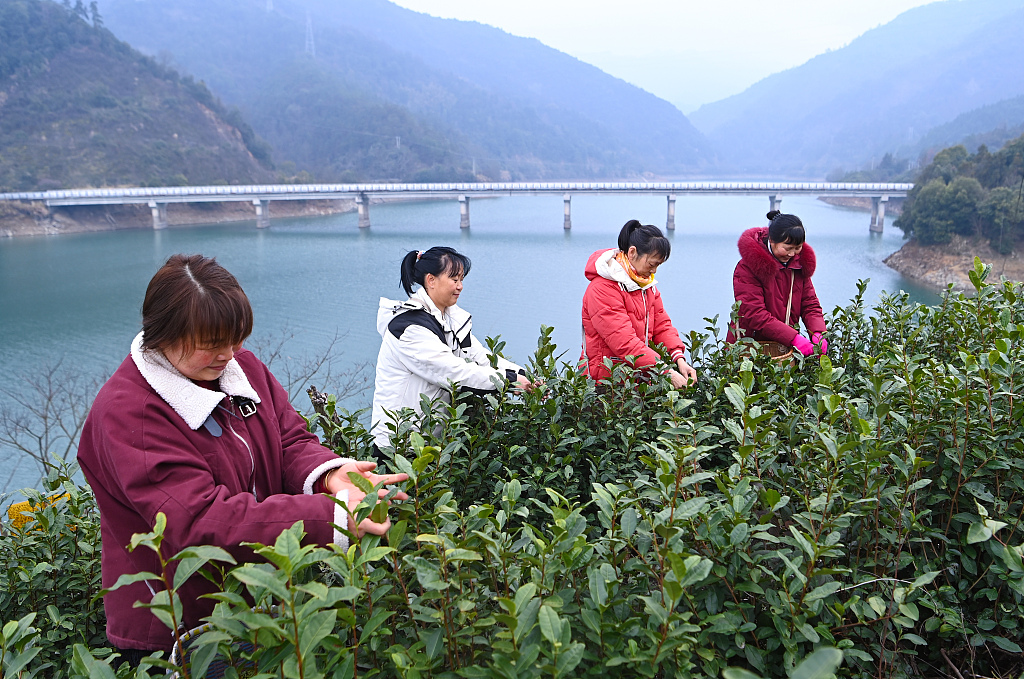 杭州：千岛湖首批春茶开采