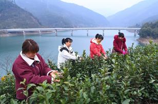 杭州：千岛湖首批春茶开采