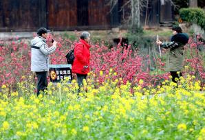 广西柳州：侗寨油菜花开引客来