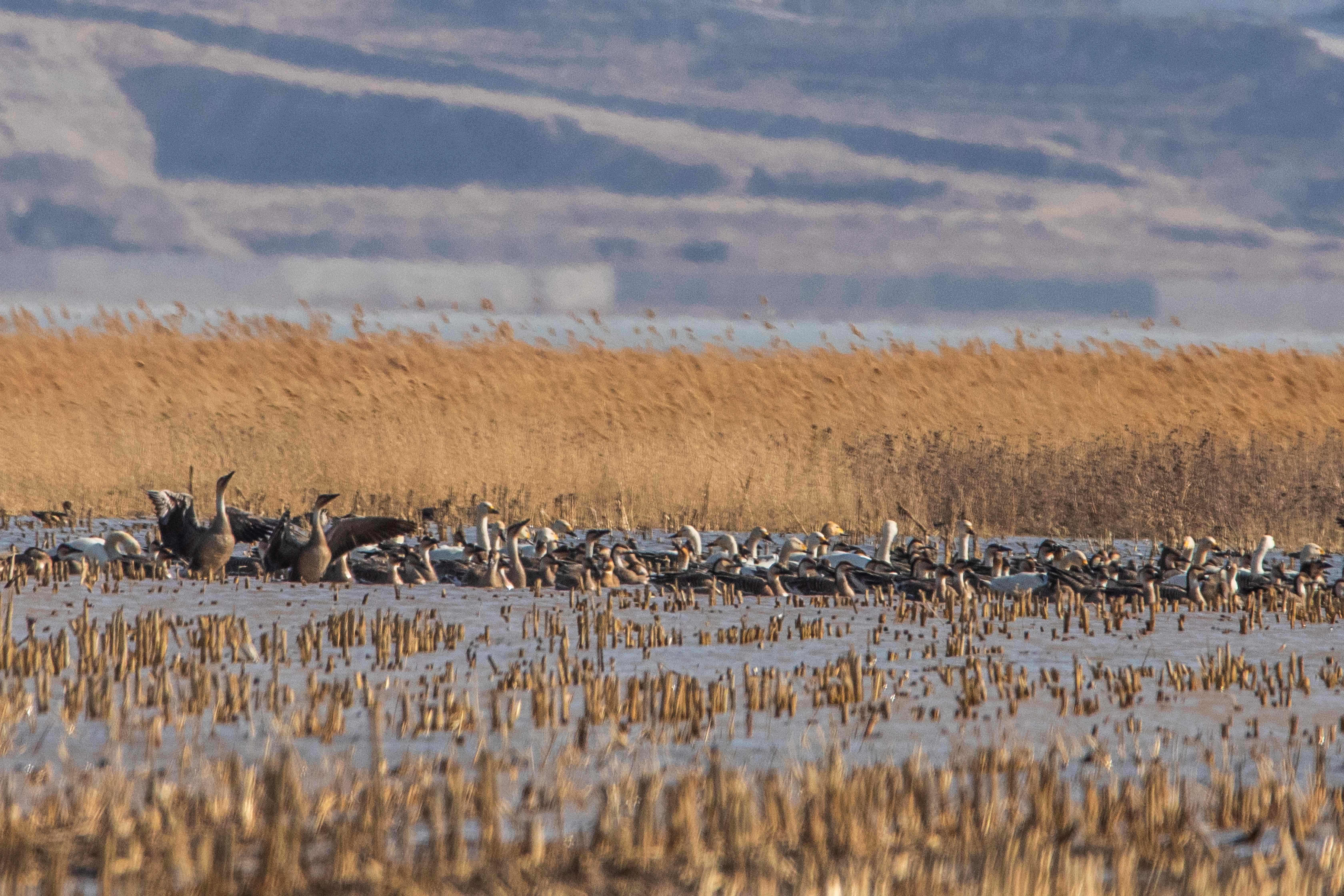 迁徙高峰正式到来 北京官厅水库一天迎来1.8万只候鸟