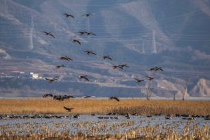 迁徙高峰正式到来 北京官厅水库一天迎来1.8万只候鸟