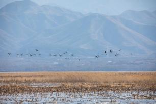 迁徙高峰正式到来 北京官厅水库一天迎来1.8万只候鸟