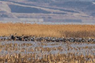 迁徙高峰正式到来 北京官厅水库一天迎来1.8万只候鸟
