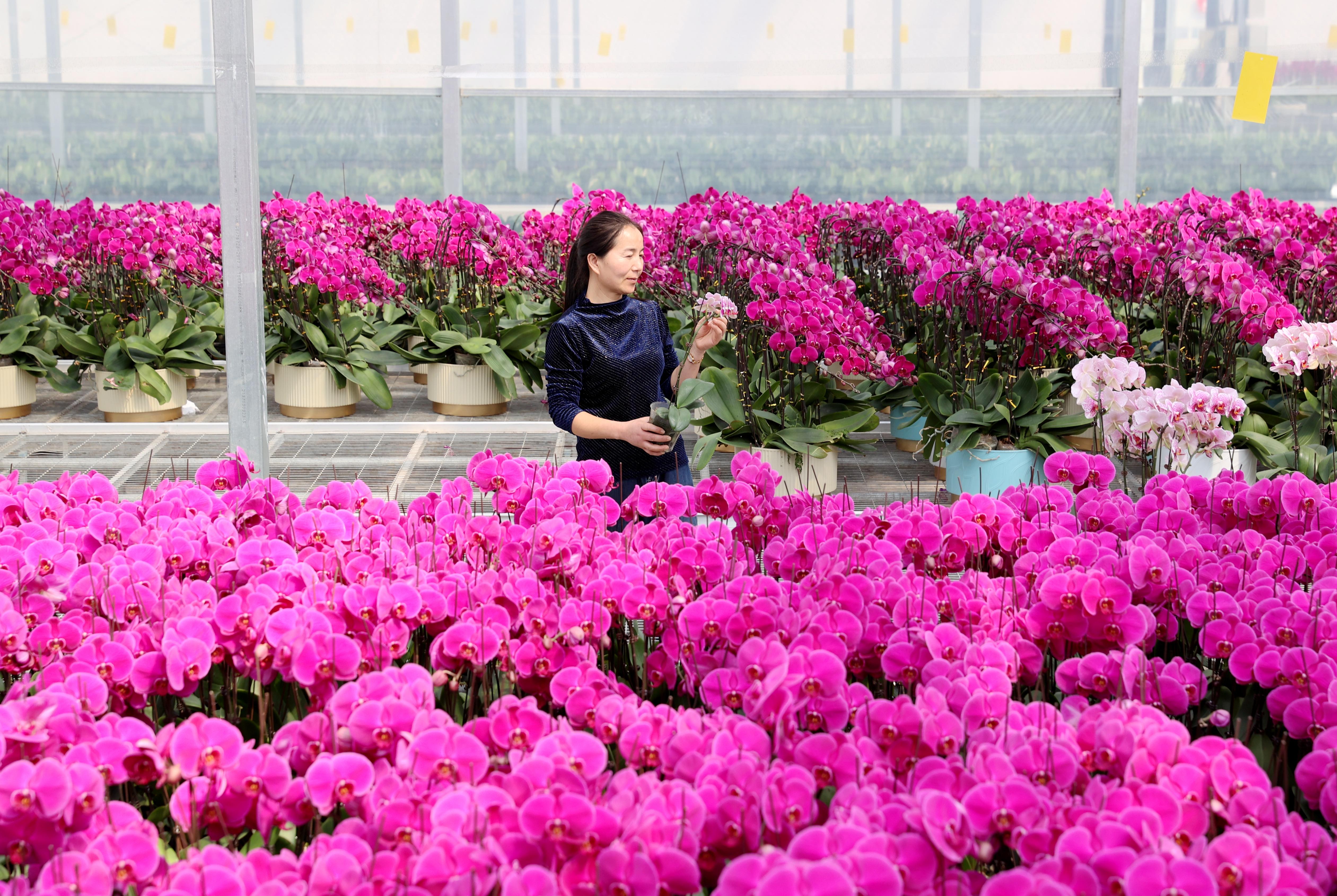 “新农人”逐梦电商 为乡村振兴增添“云”动力