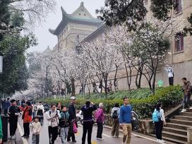 武汉大学樱花盛放 游人雨中赏樱兴致盎然