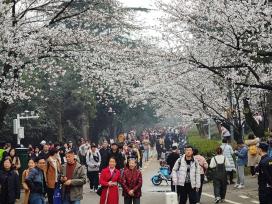 武汉大学樱花盛放 游人雨中赏樱兴致盎然