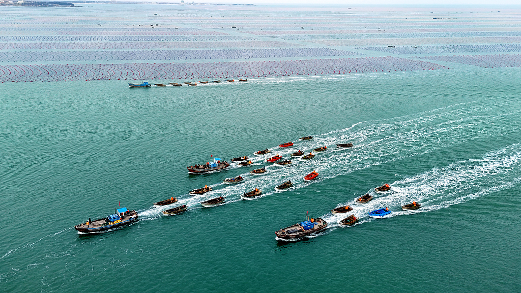 山东威海：海洋牧场一片蔚蓝 养殖工人驾船穿梭其间