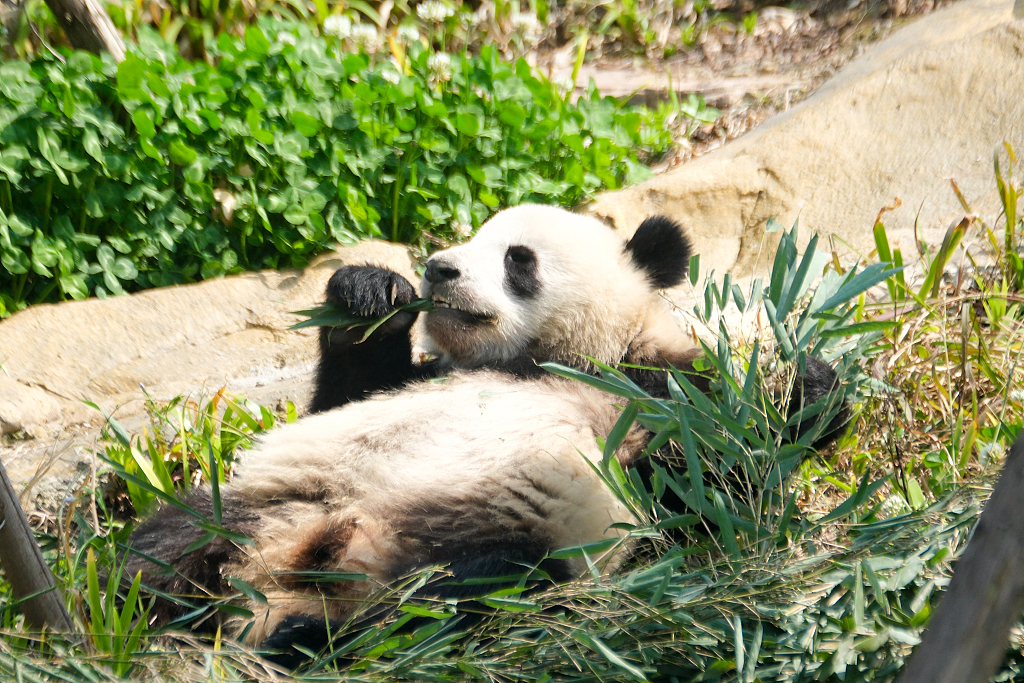 成都：大熊猫花式晒太阳