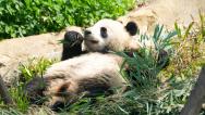 成都：大熊猫花式晒太阳