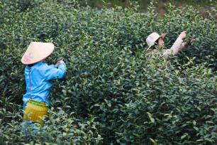 杭州：茶农采摘首批春茶