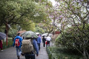 杭州：西湖春雨绵绵 游客赏花看景热情不减