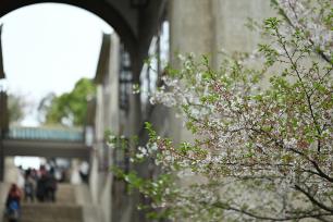 武汉大学樱花盛开 游人赏花正当时