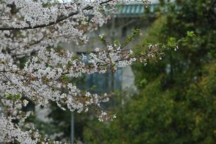 武汉大学樱花盛开 游人赏花正当时