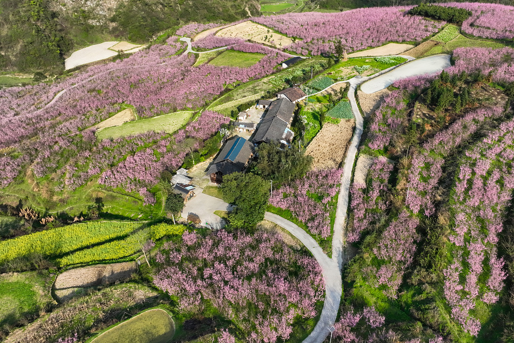 贵州黔东南州：1200余亩桃花竞相绽放