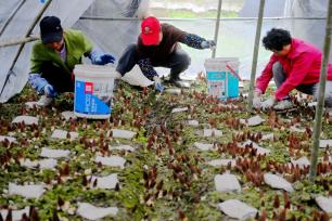 重庆：羊肚菌喜获丰收 撑起“富民伞”