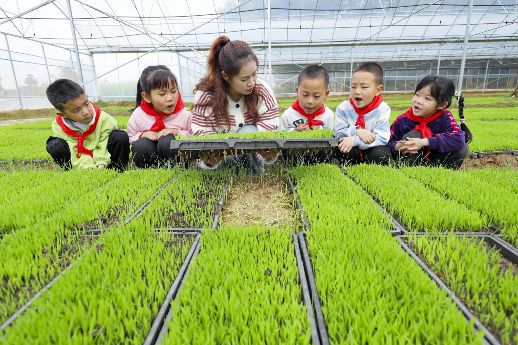 江西吉安：儿童到育秧基地观察水稻秧苗