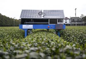 杭州：采茶机器人开采西湖龙井