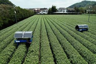 杭州：采茶机器人开采西湖龙井