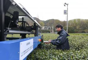 杭州：采茶机器人开采西湖龙井